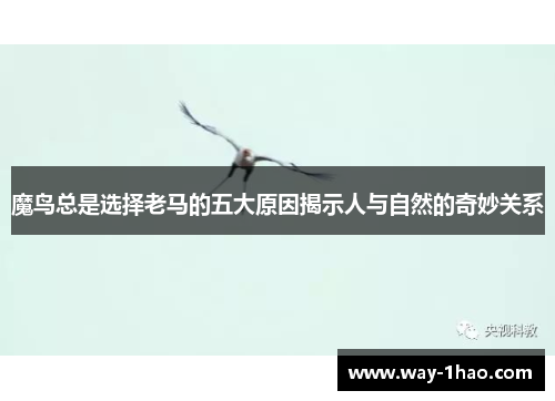 魔鸟总是选择老马的五大原因揭示人与自然的奇妙关系